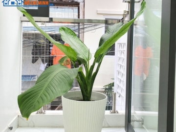 Nhà Hẻm Đường Tô Hiến Thành Quận 10, Giá Rẻ, Vị Trí Trung Tâm