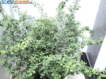 Nhà Hẻm Đường Tô Hiến Thành Quận 10, Giá Rẻ, Vị Trí Trung Tâm
